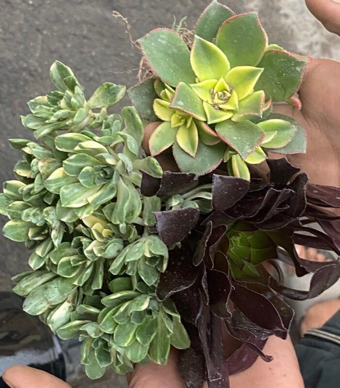 Aeonium Combo of 3