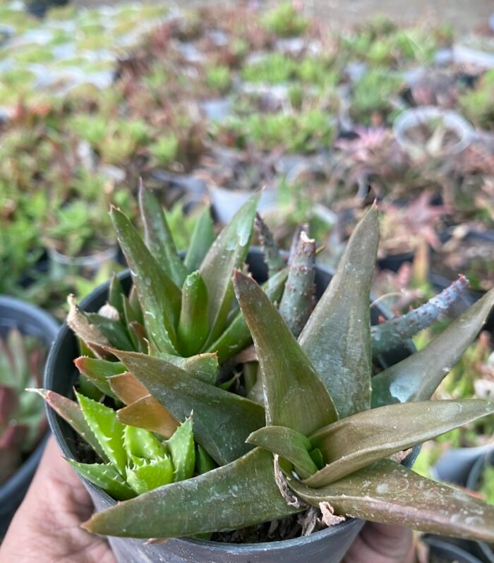 Aloe Black Gem