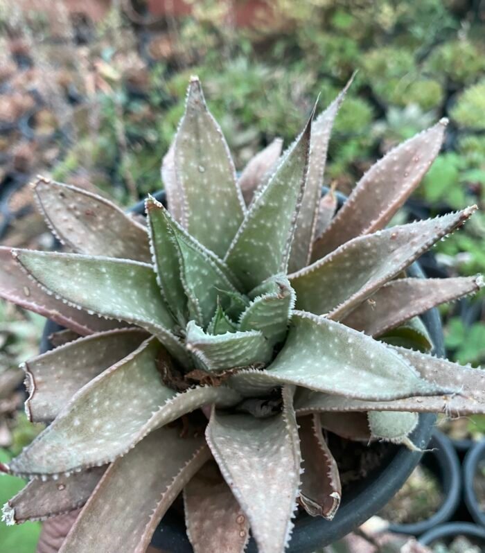 Aloe Blizzard