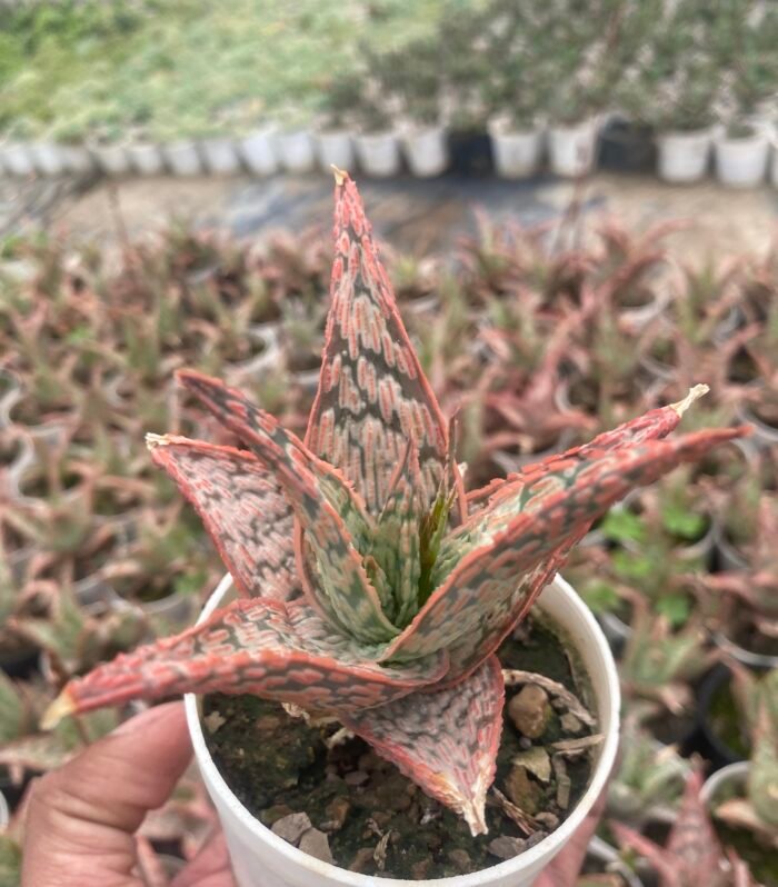 Aloe Delta Lights