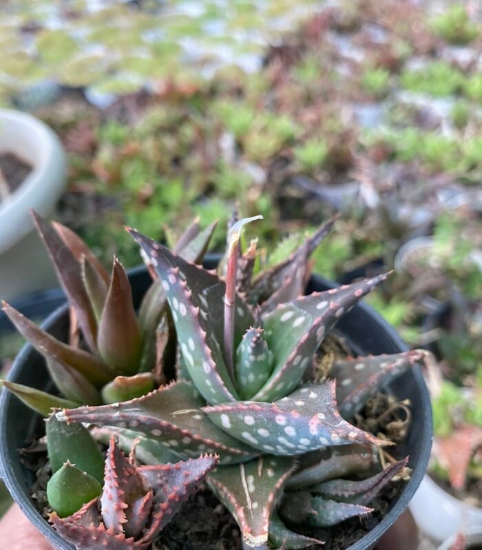 Aloe Maculata
