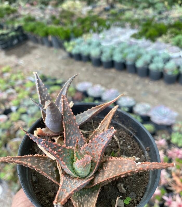 Aloe Pepe