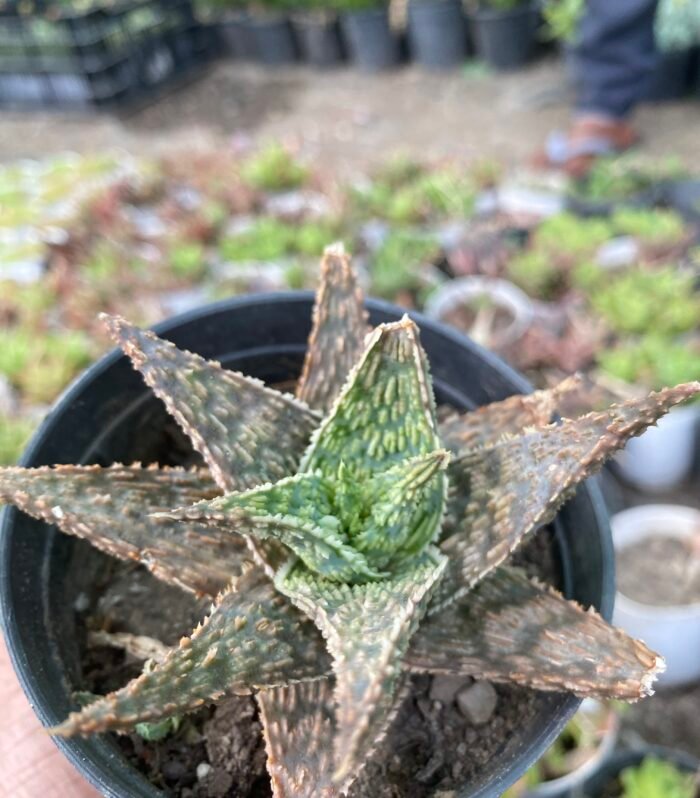 Aloe Pink Blush
