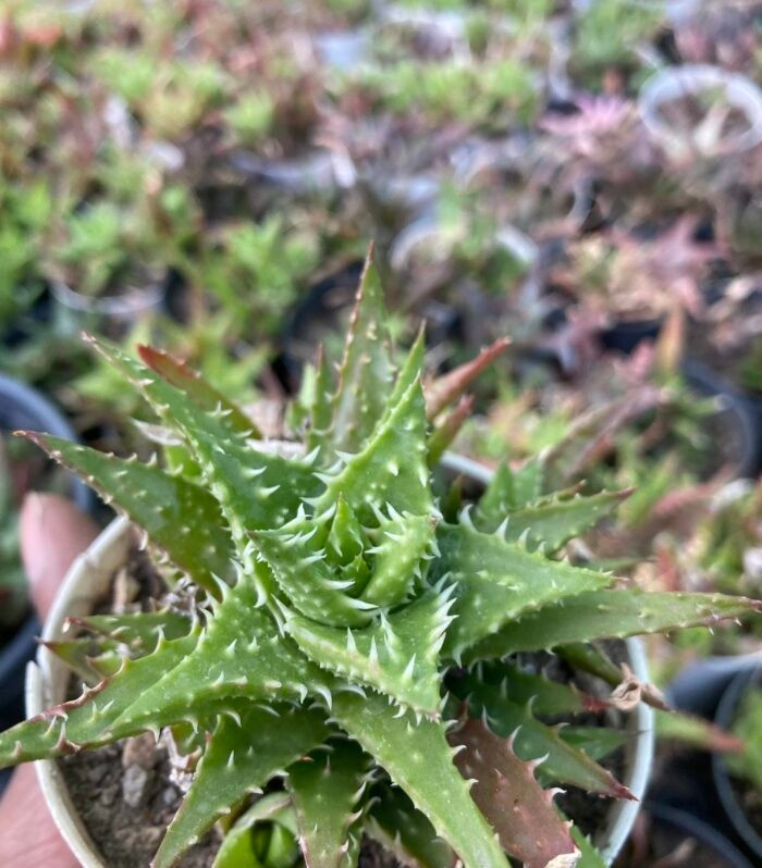 Aloe Tiger Tooth