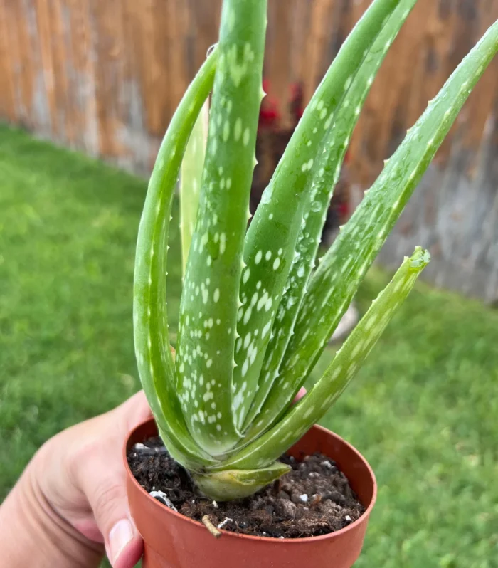 Aloe Veera (Indian herb)