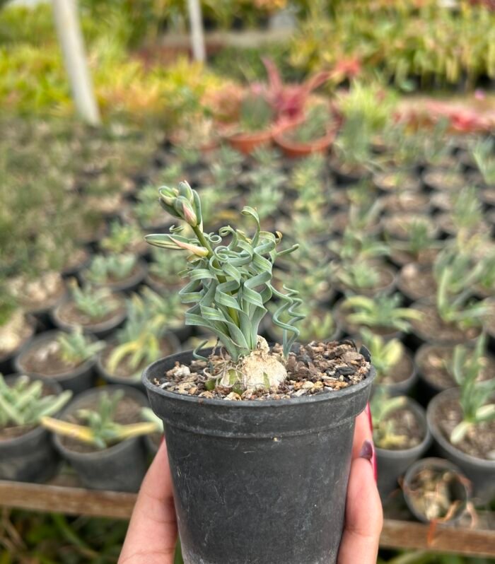 Asparagus Albuca