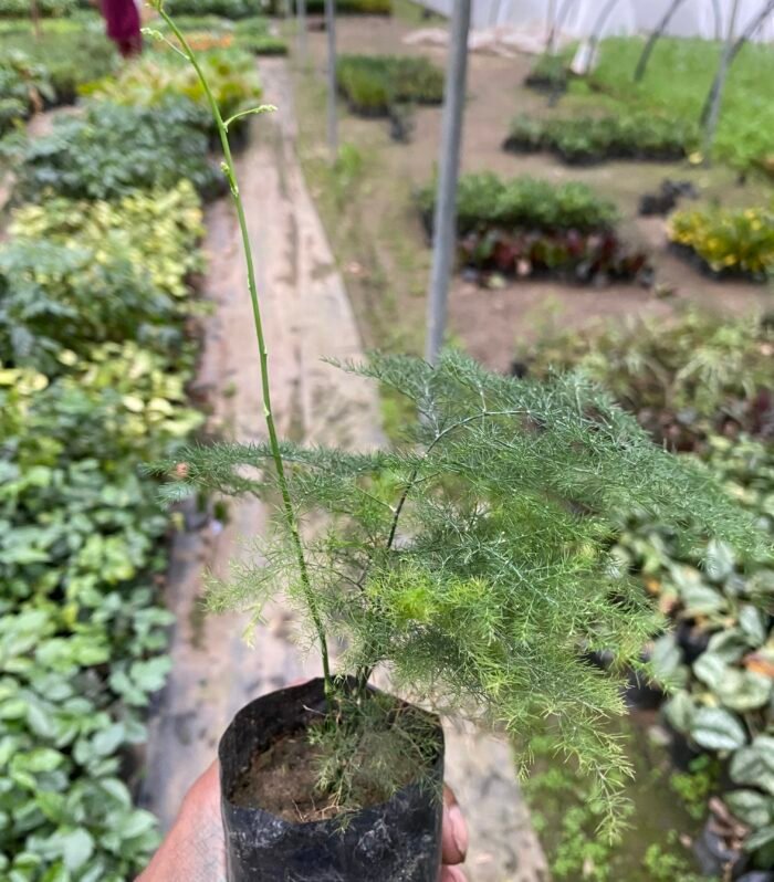 Asparagus Setaceus