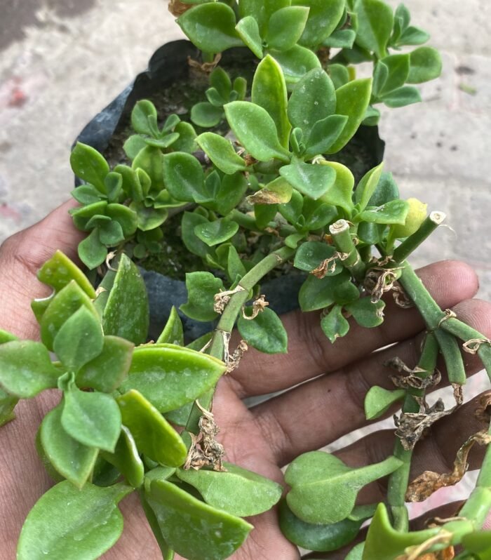 Baby Sunrose Green