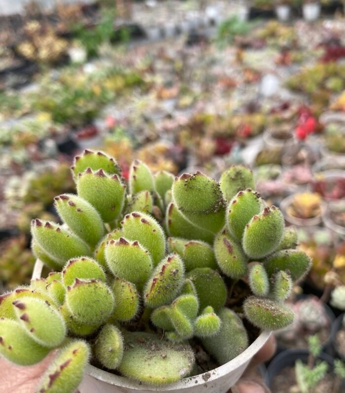 Bear Paws