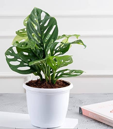 Broken Heart Creeper Plant