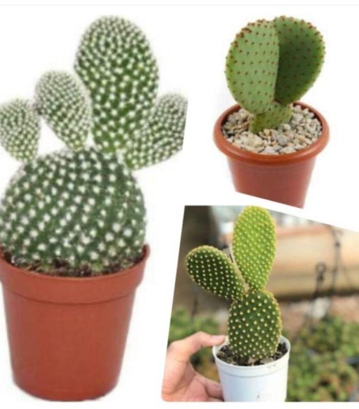 Bunny Cactus Combo of 3