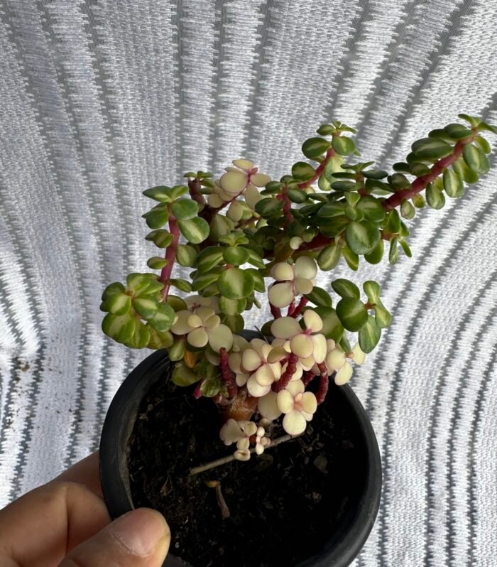 Button Jade Pink