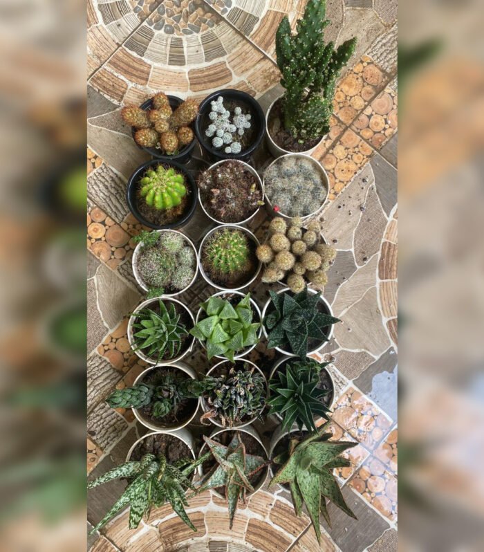 Cactus & Haworthia Combo of 18