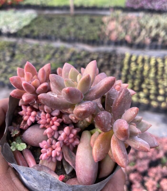 Chocolate Sedum