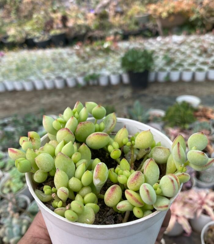 Cotyledon Pendens