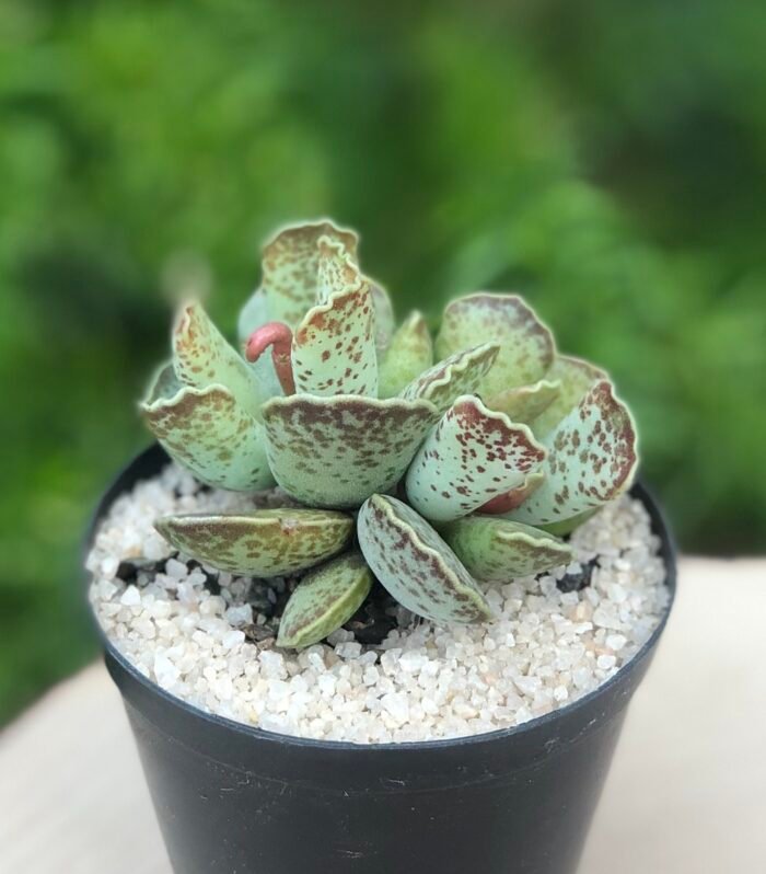 Crassula Adromischus Cooperi