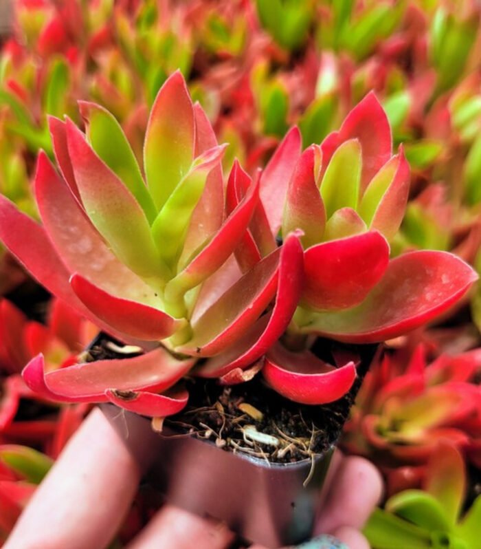 Crassula Campfire type A