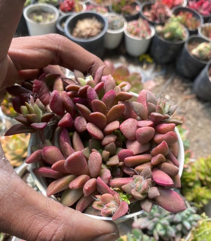 Echeveria Anacampseros Rufescens