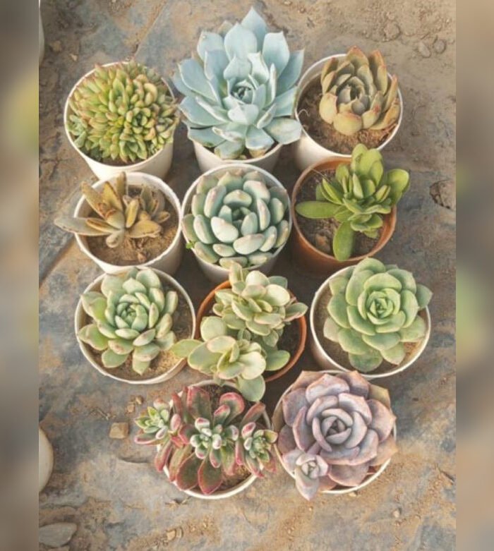 Echeveria Combo of 7
