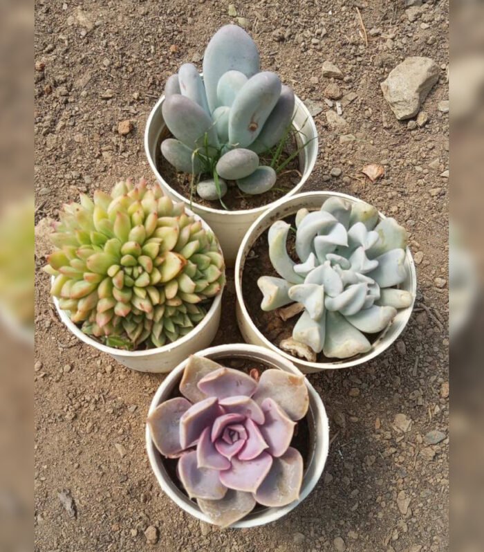 Echeveria Combo of 4 type A