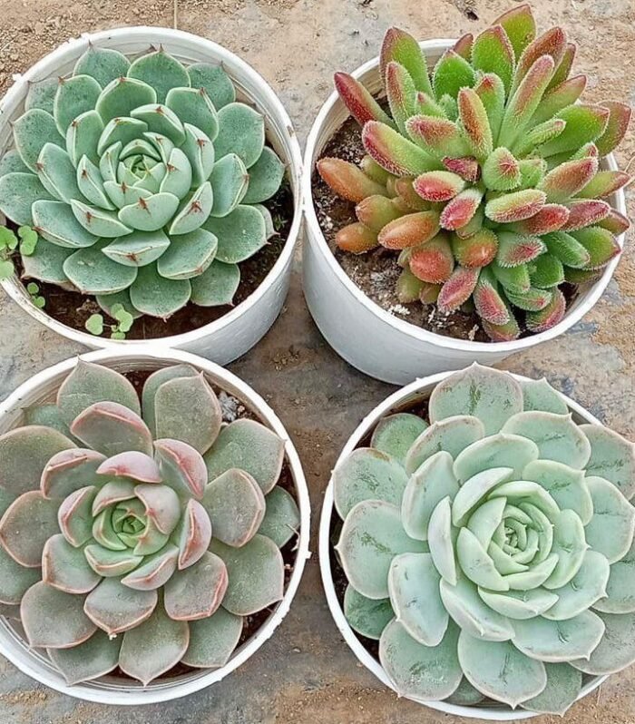 Echeveria Combo of 4 type B
