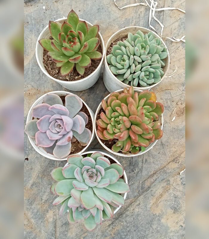 Echeveria Combo of 5 type B