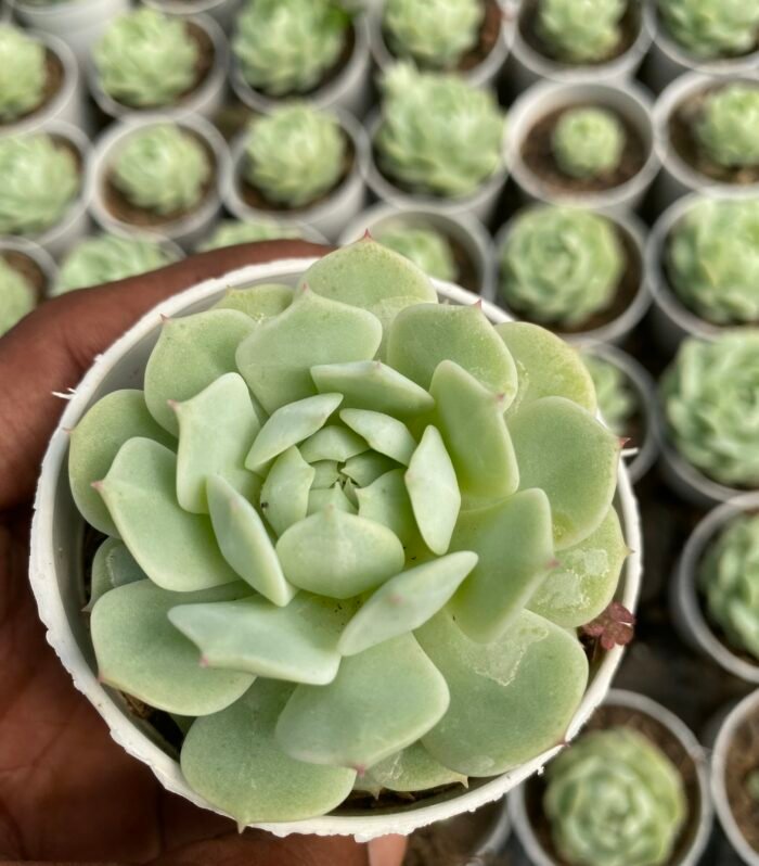 Echeveria Galileo