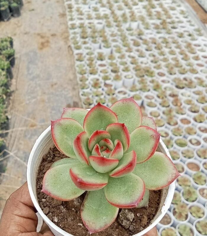 Echeveria Pulidonis