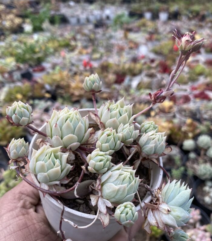 Echeveria Rosy