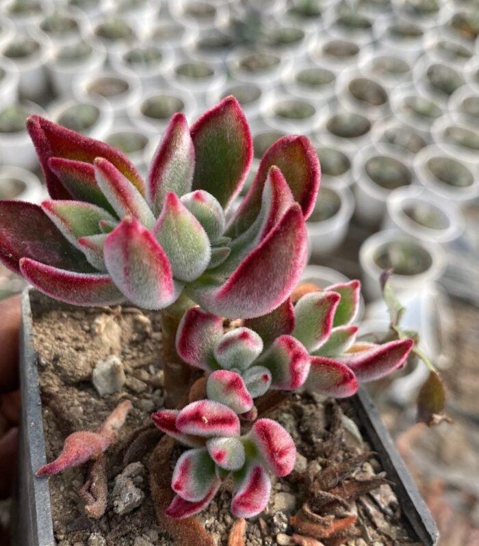 Echeveria Ruby Slippers