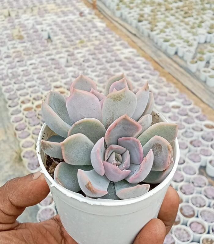 Echeveria Snowball