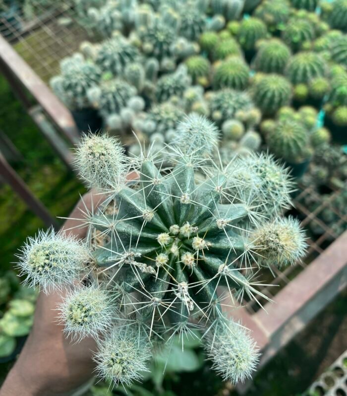 Echnopsis With Pups