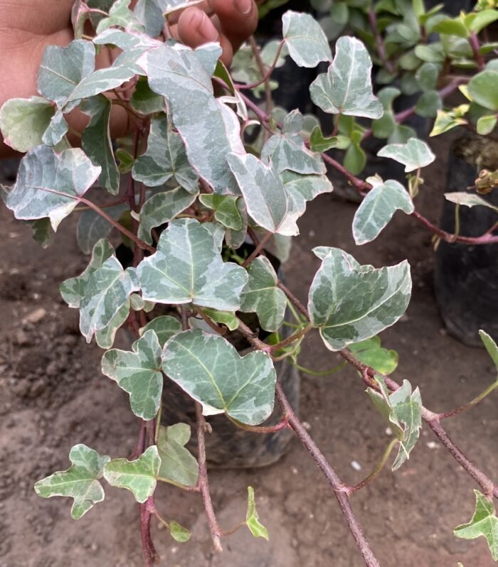 English Ivy Mapple