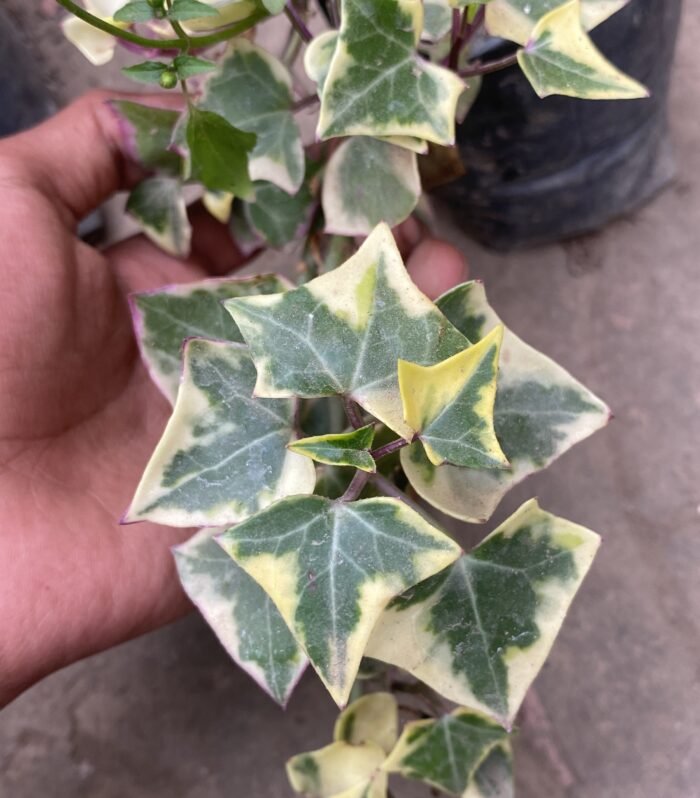 English Ivy