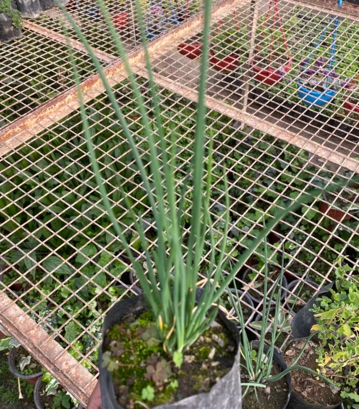 Garlic Chives