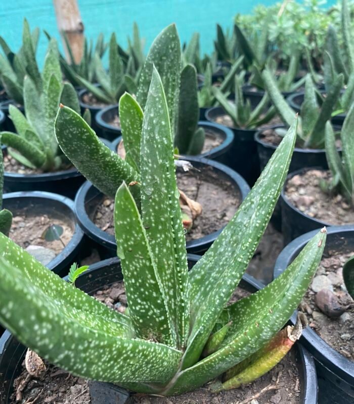 Gasteria OX Tounge