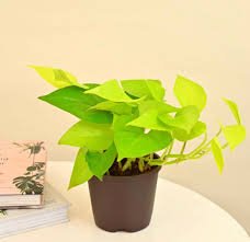 Golden Pothos Creeper Plant