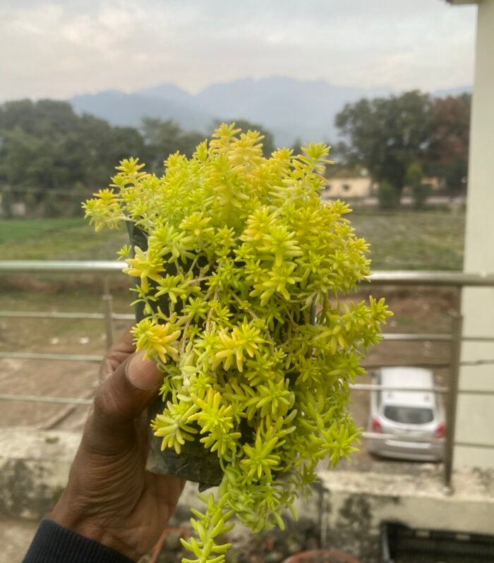 Golden Sedum Grass