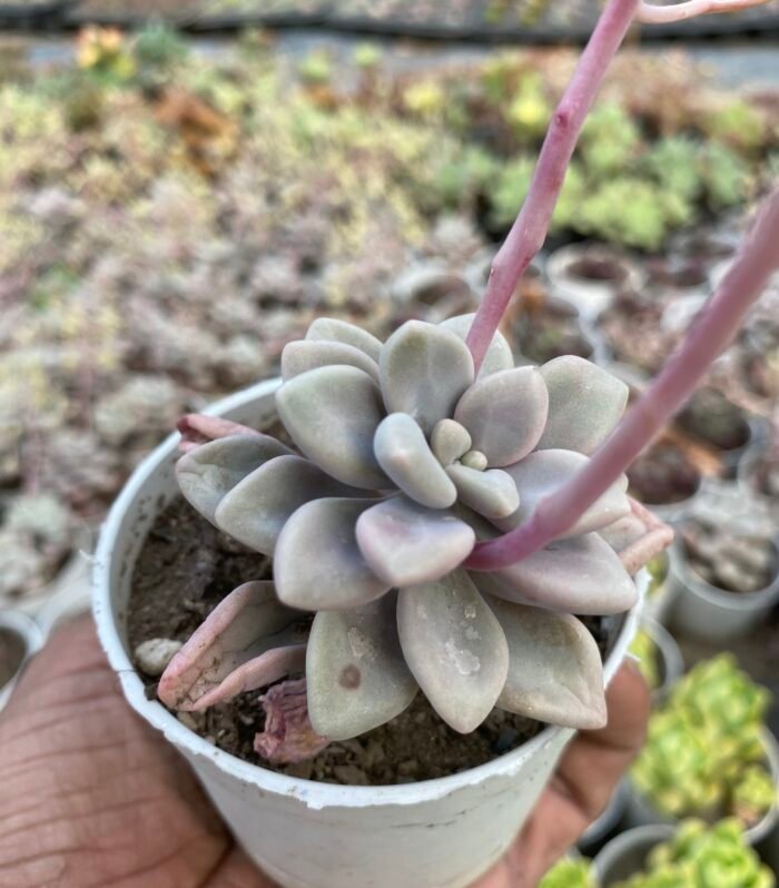 Graptopetalum Purple