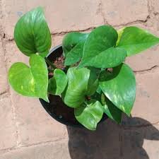 Green Pothos Creeper Plant