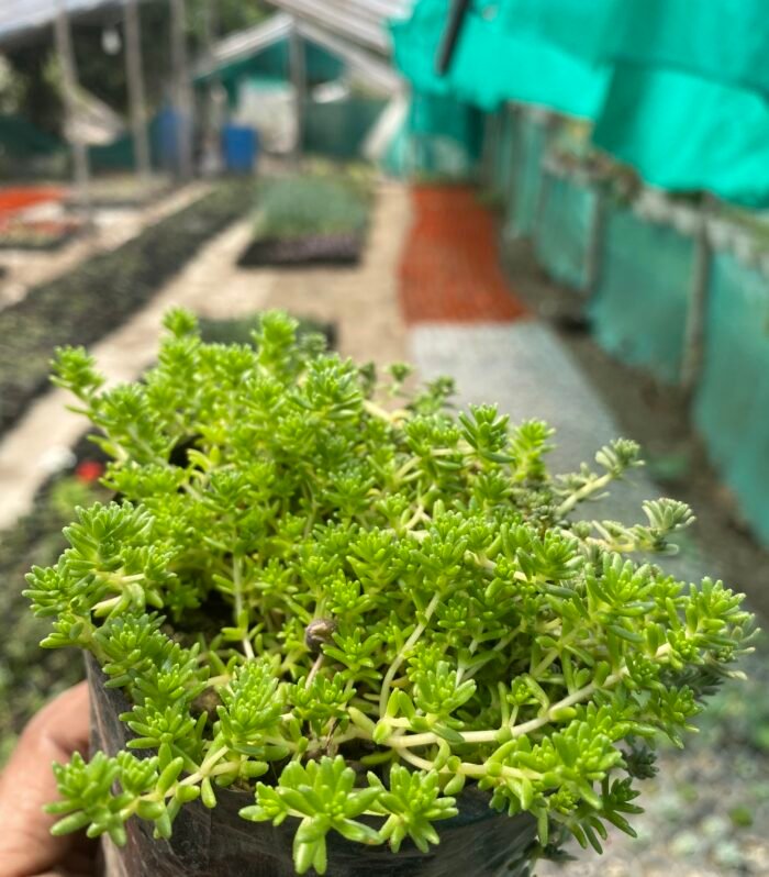 Green Sedum Grass
