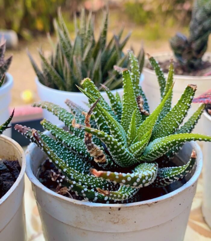 Haworthia Attenuata
