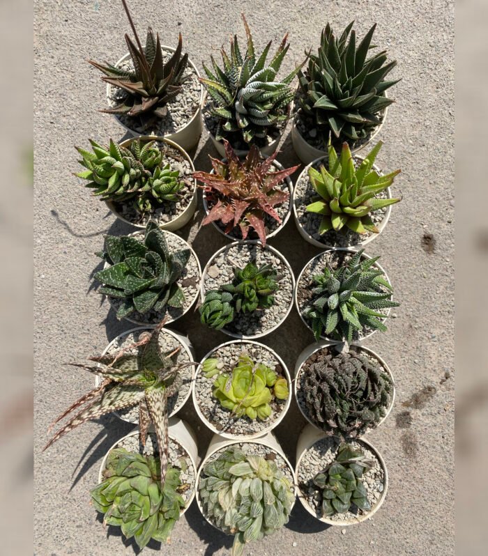 Haworthia Combo of 15