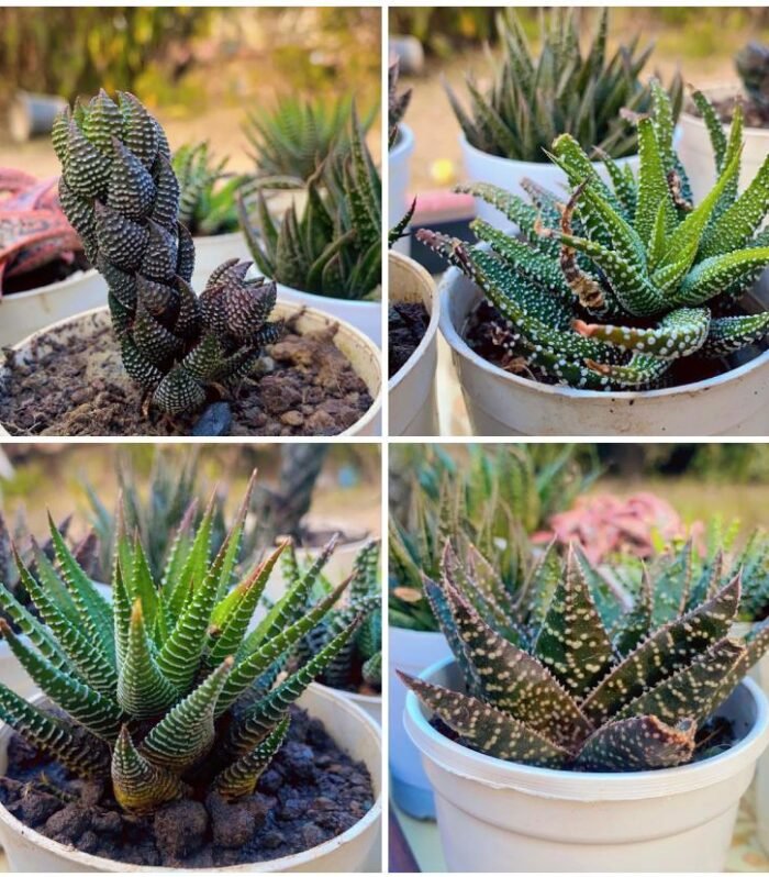 Haworthia Combo of 4