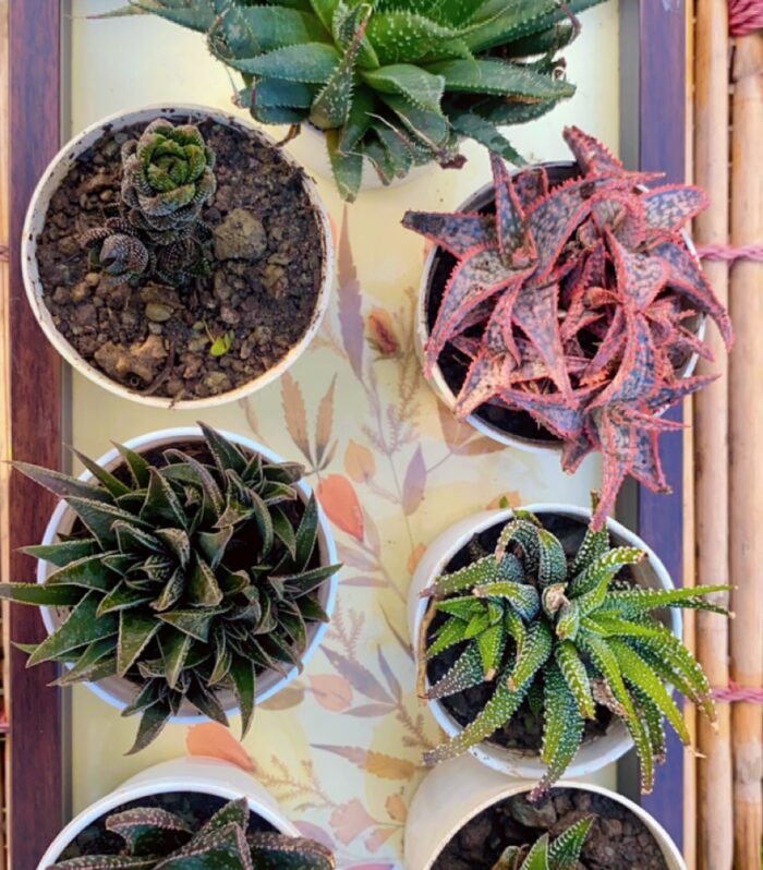 Haworthia Combo of 7