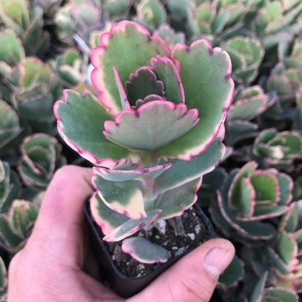 Kalanchoe Variegated