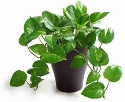 Money Plant Creeper Plant