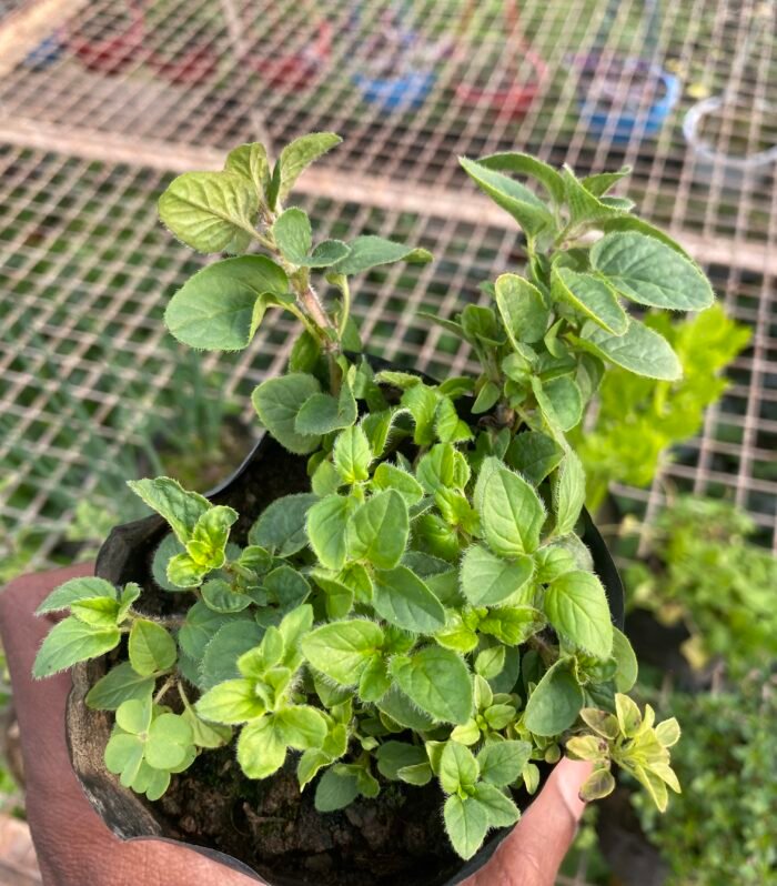 Oregano