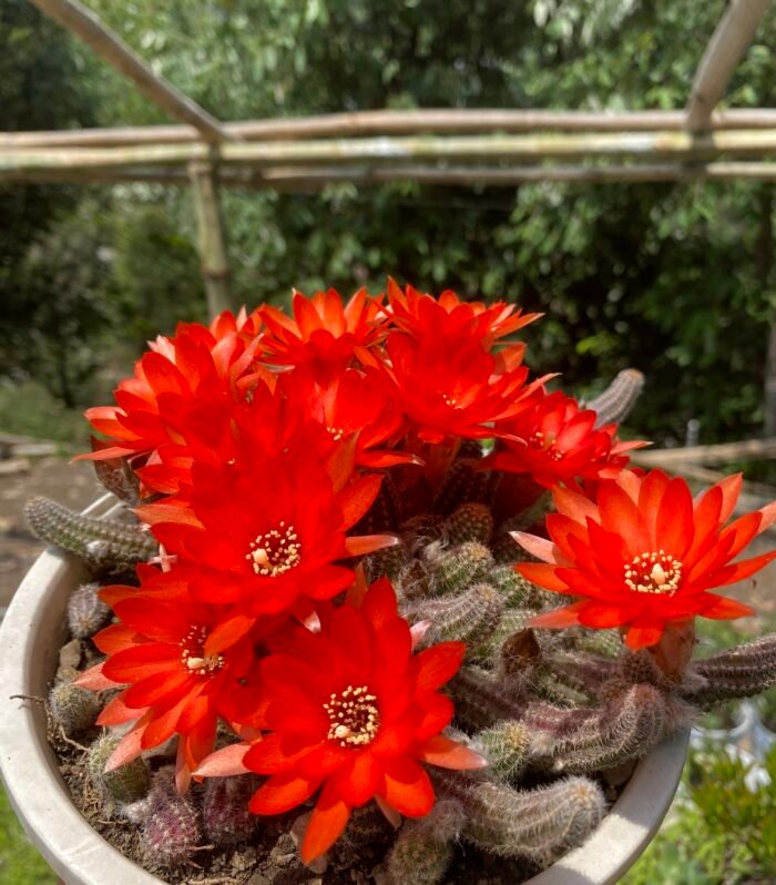 Peanut Cactus Hanging Basket