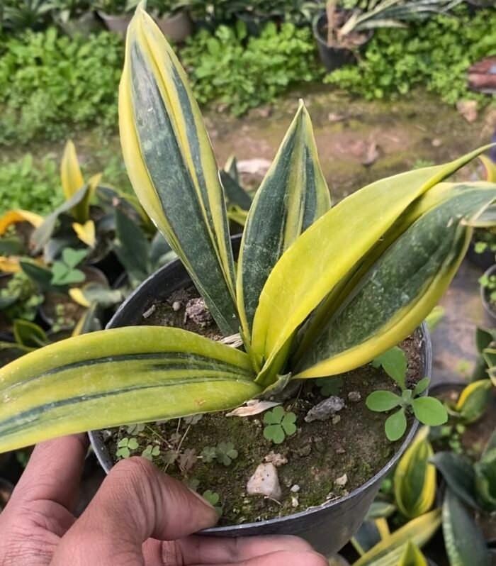 Sansevieria Berryproyas Snake